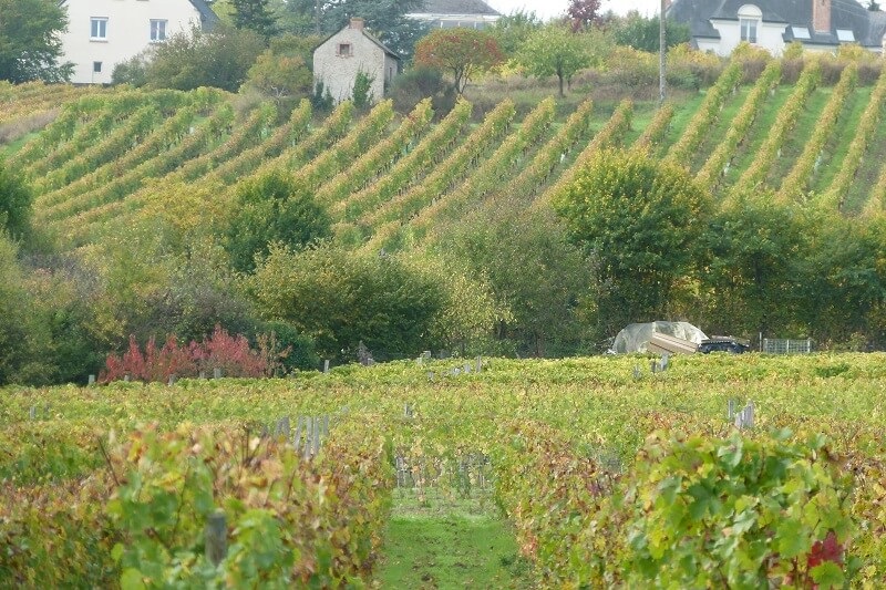 cabernet franc vigne chalonnes sur loire