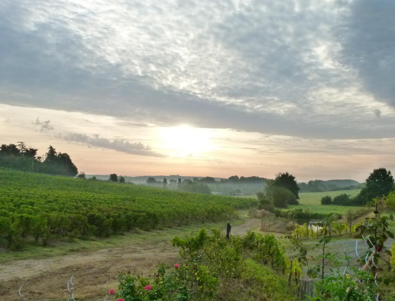 domaine-dhomme-leve-de-soleil-chenin