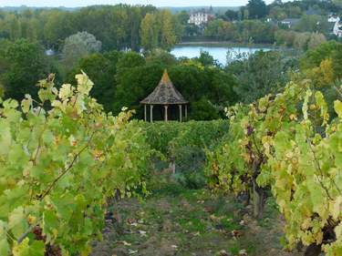 paysage vigne chenin coteaux du layon